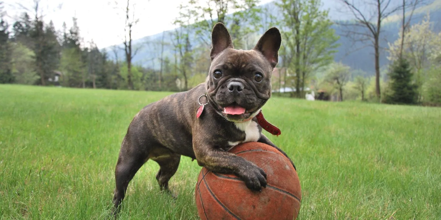 Dog playing with ball saying Meet Your Inbound Marketer