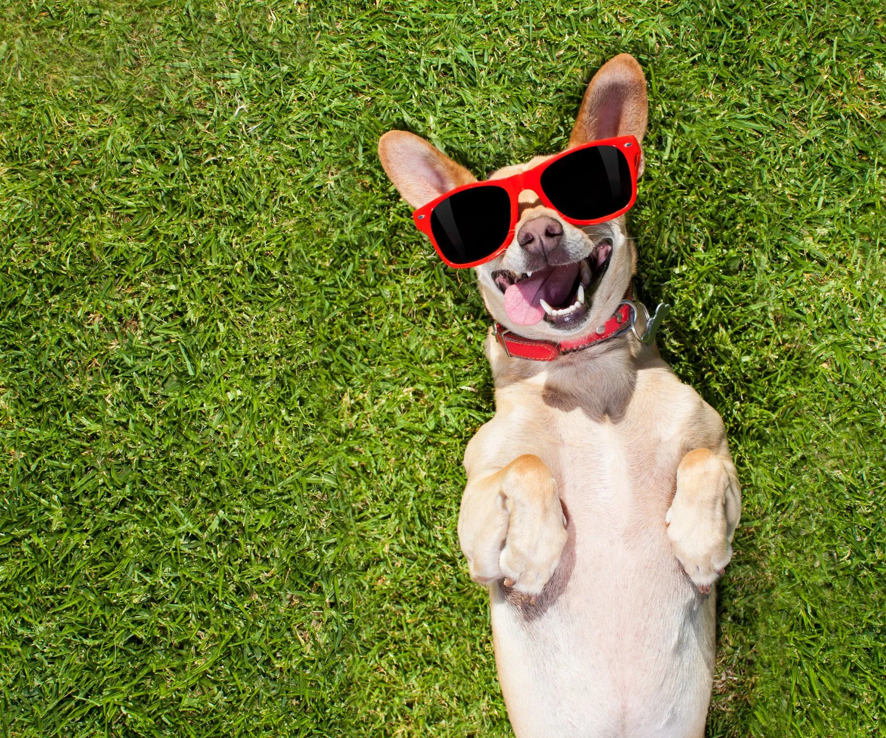 Inbound Marketing Dog With Cool Glasses