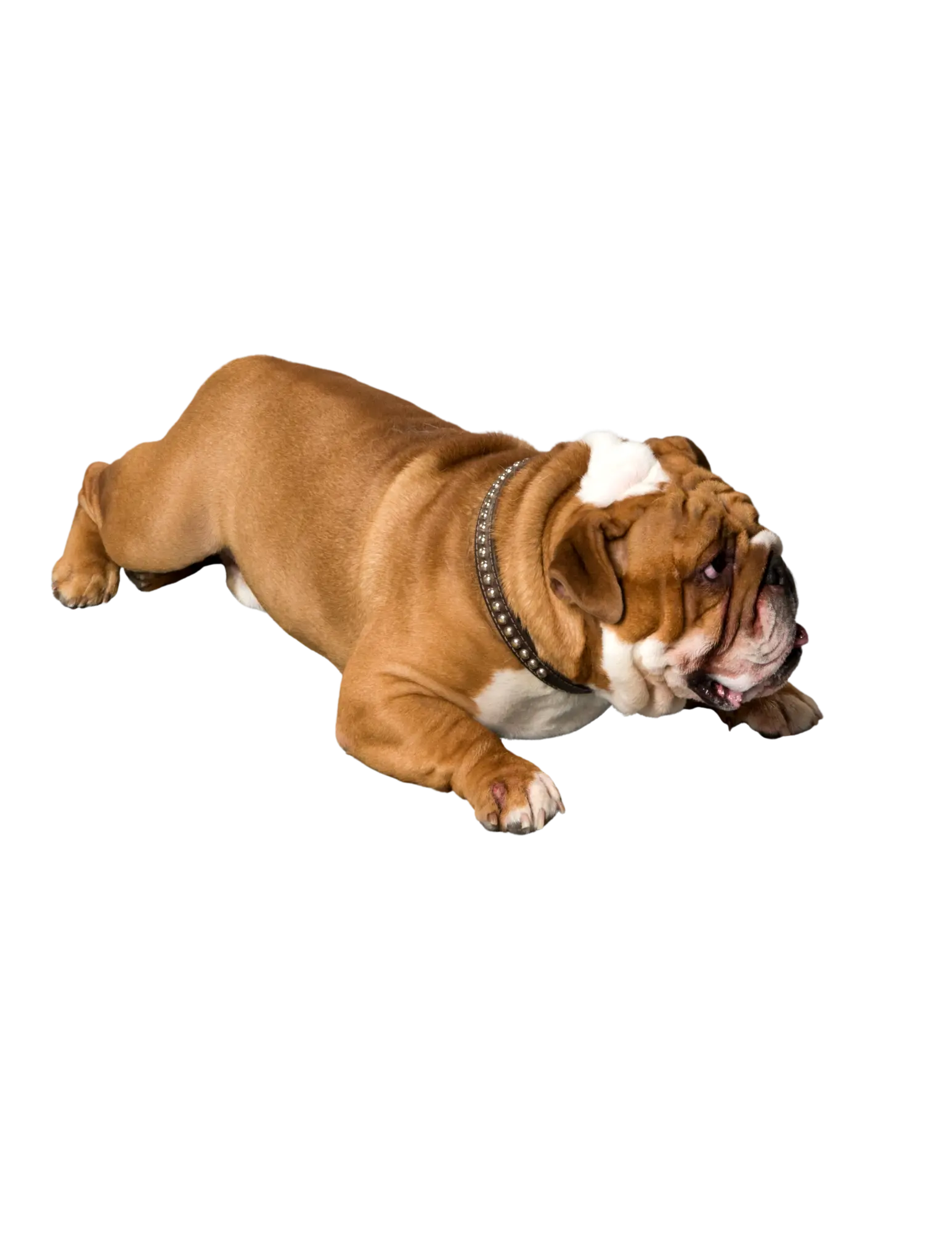 English Bulldog