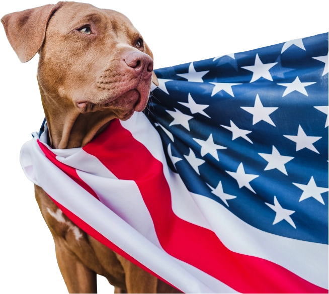 Dog with Flag Cape